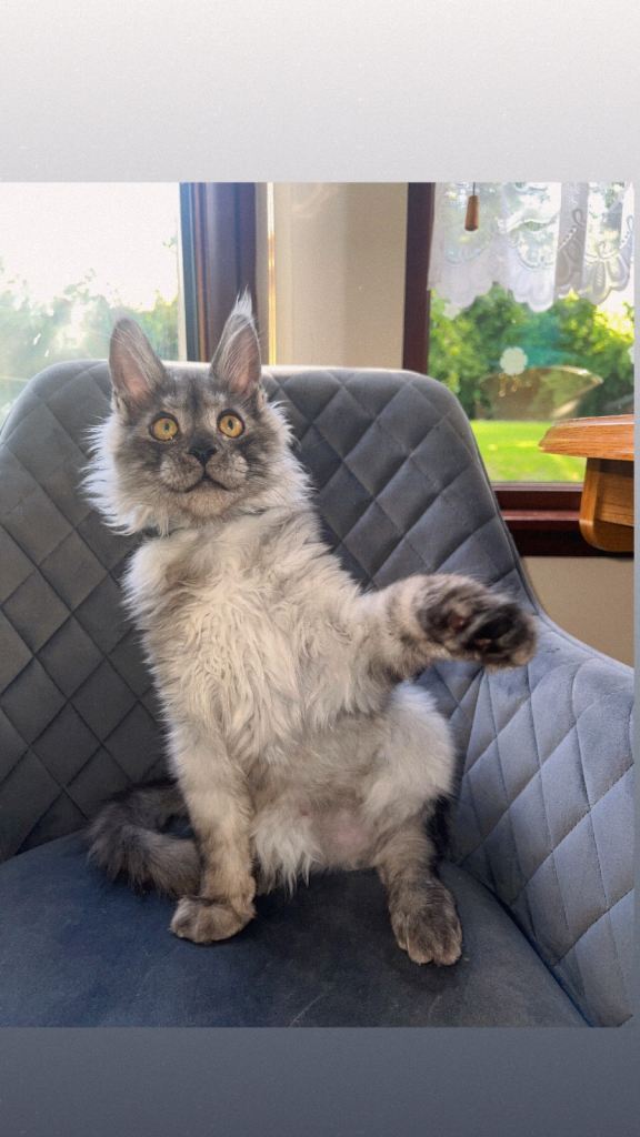 Maine coon pedigree kitten