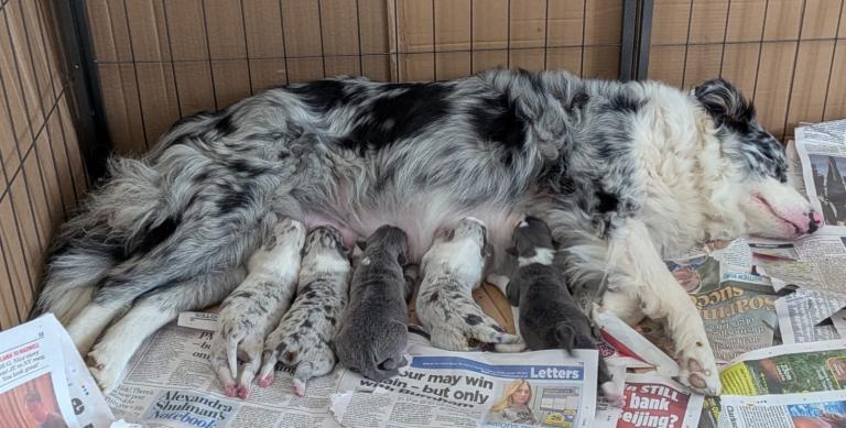 Border collie slate Merle and blue puppies 