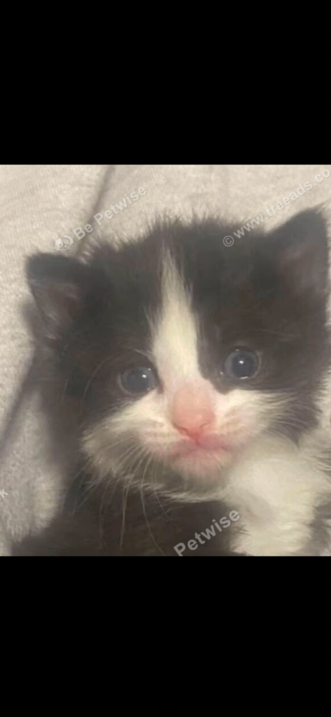 Kittens 