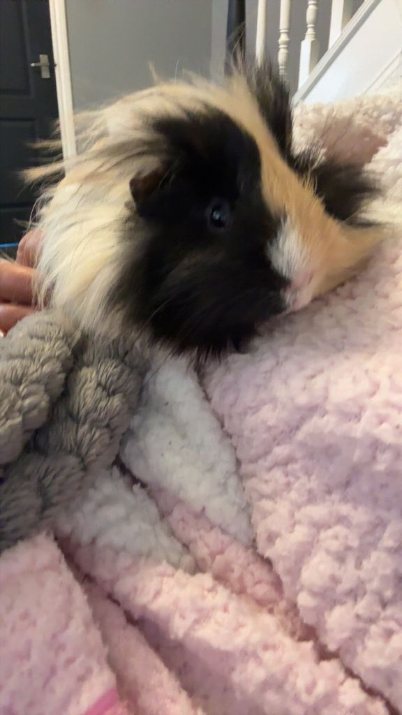 Guinea pig 