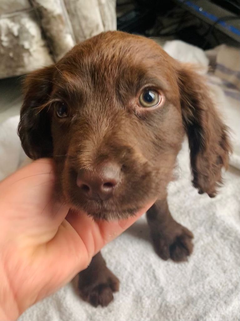 Stunning litter of sprocker puppies 