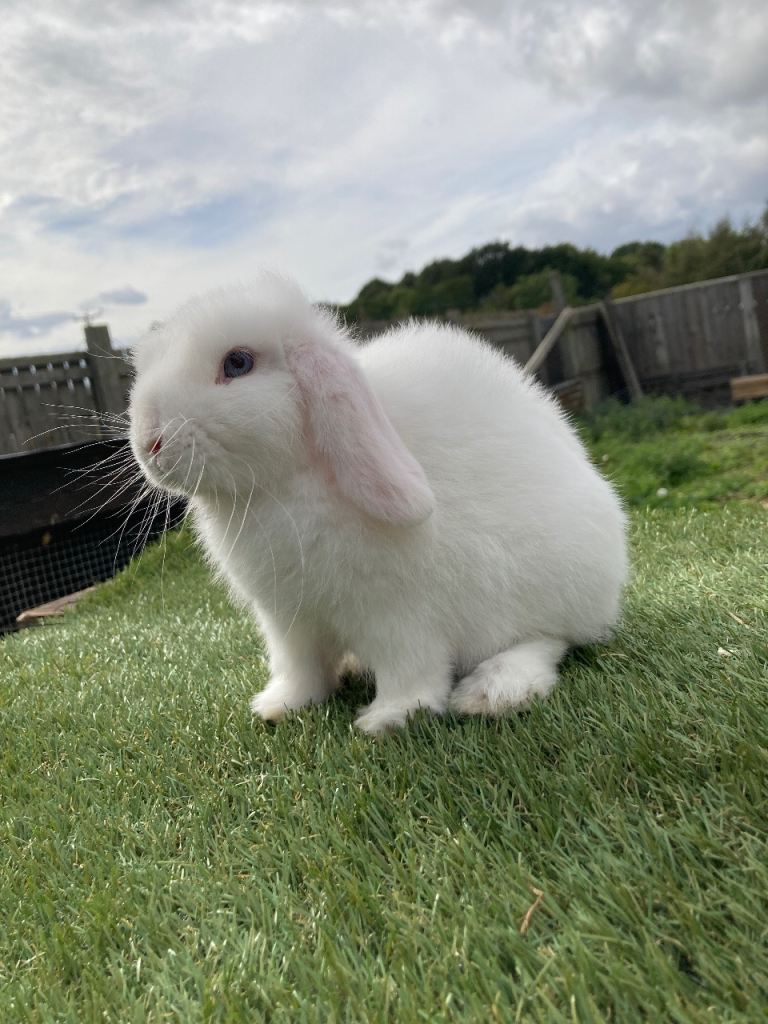 Purebred mini lop 