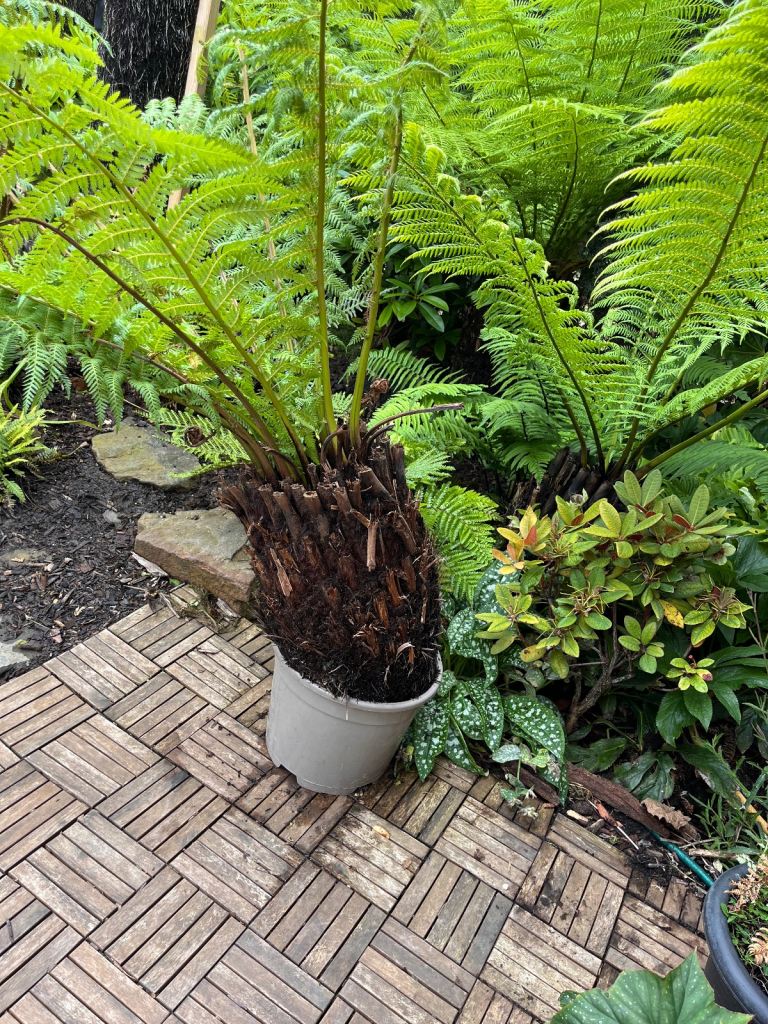 Tree fern