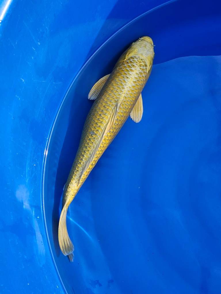  Japanese koi fish for sale 11"-21"inch