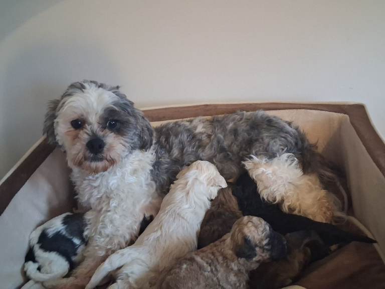 Maltipoos looking forever homes 