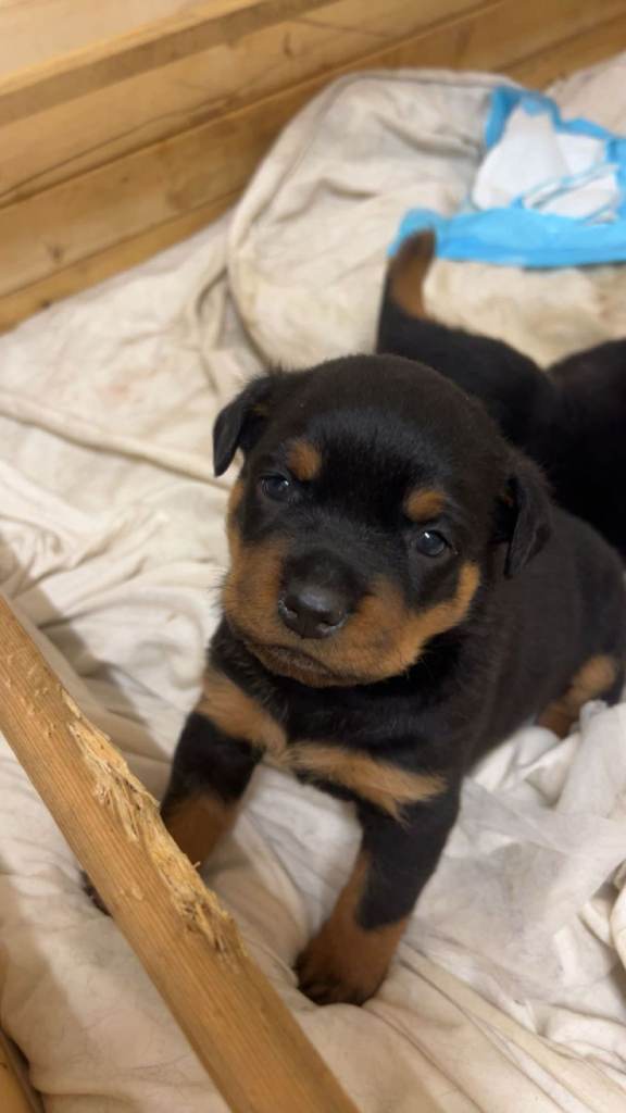 Rottweiler puppies for sale (one bitch left)