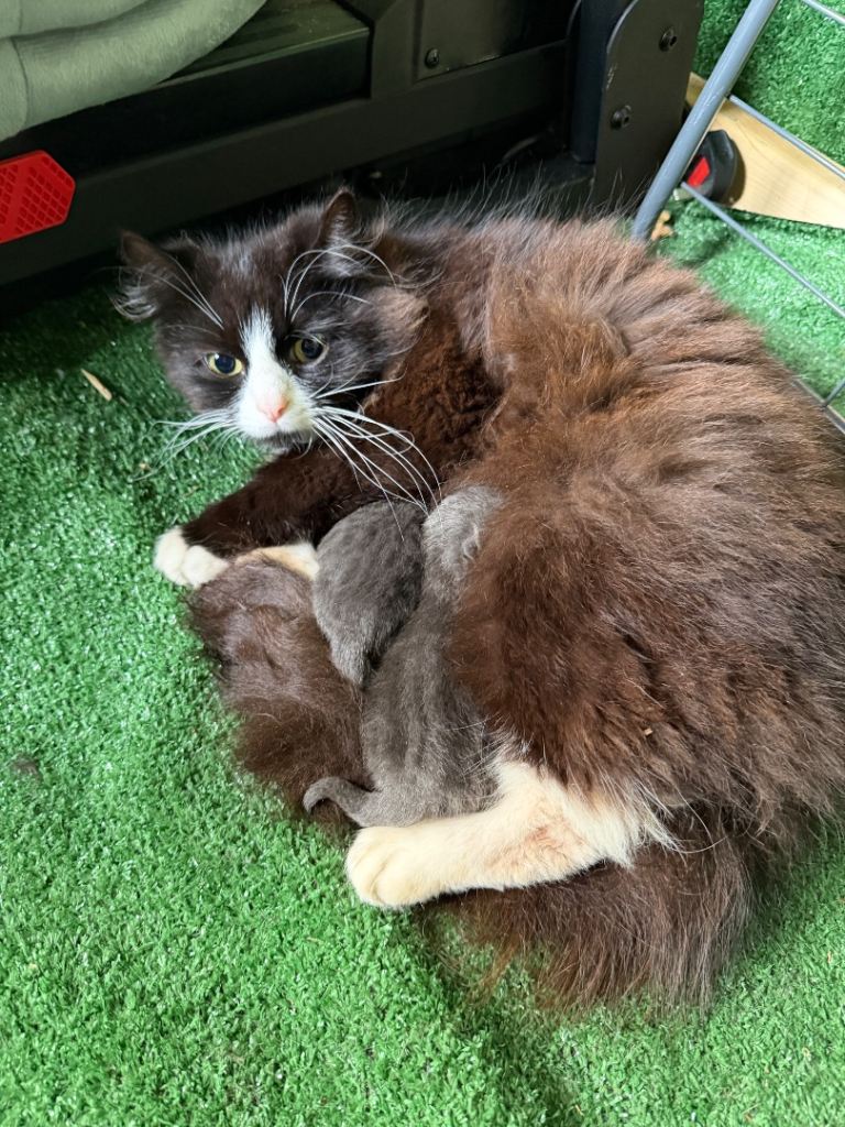 Mix Russia blue  dad cat with ragdoll  mom 