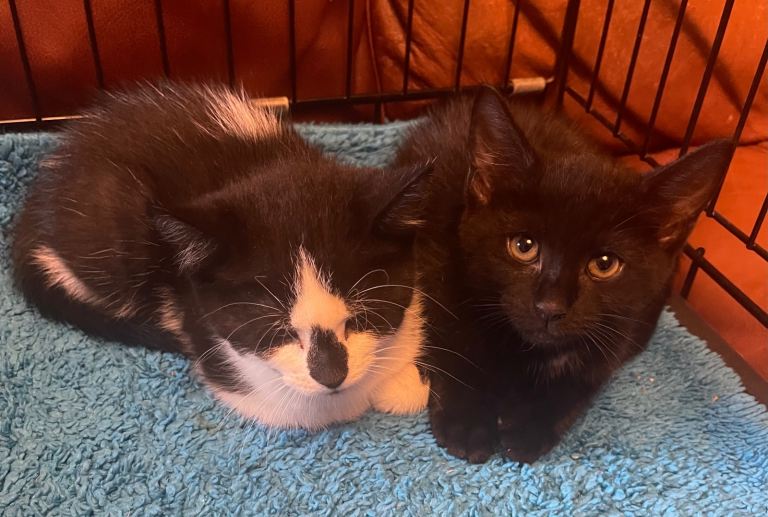Kittens