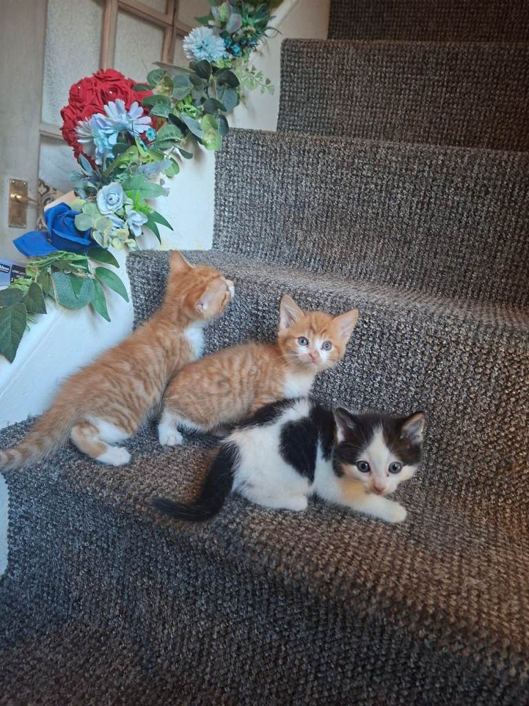 Kittens