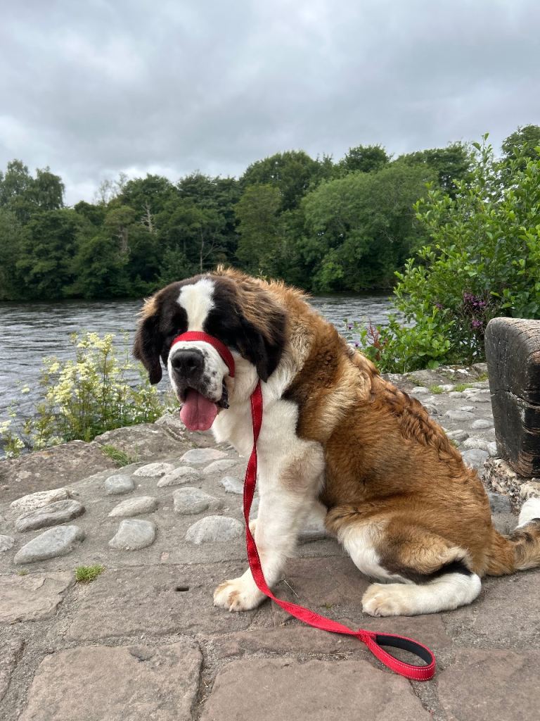 Saint Bernard 