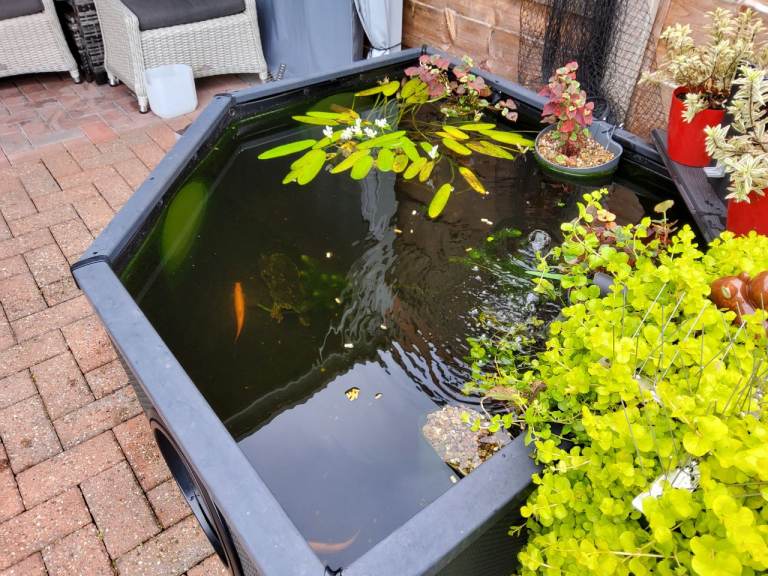 Goldfish/ dojo loach free to good home