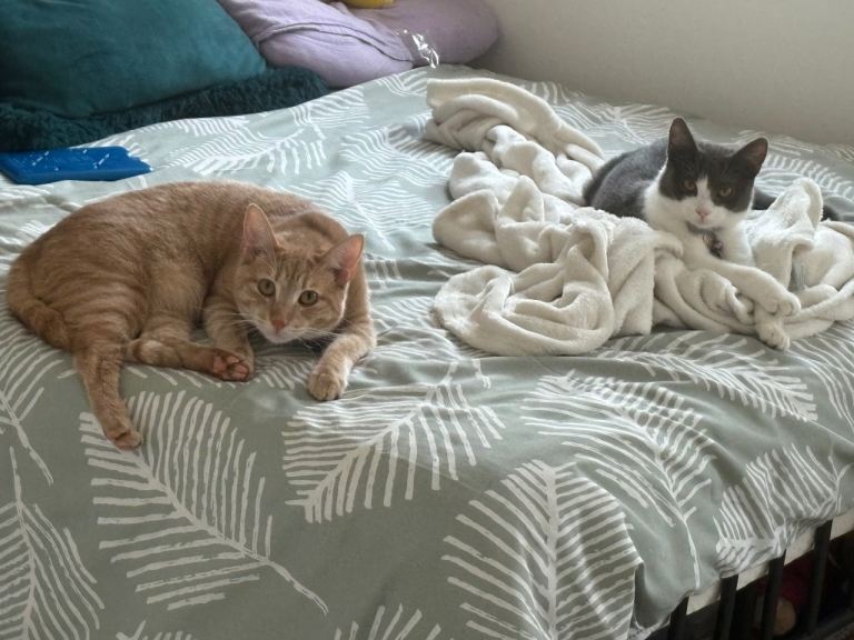 Rehoming 2 cats