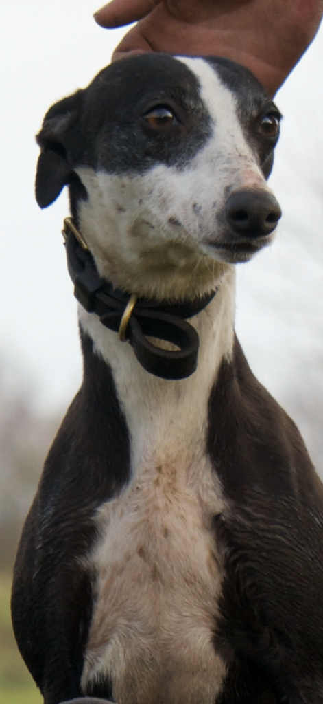 🔥 TOP QUALITY Whippet Bull Wheaten Greyhound Puppies – READY NOW 🔥