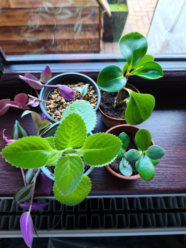 4 Indoor Houseplants – Starter Bundle - Job Lot – £10
