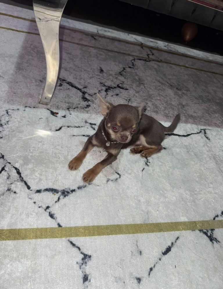 Lilac and tan chihuahua puppy ready to leave 