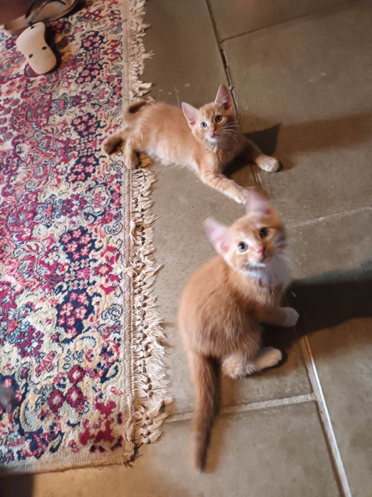 Persian X friendly handsome ginger boys and soft fluffy dark girl 