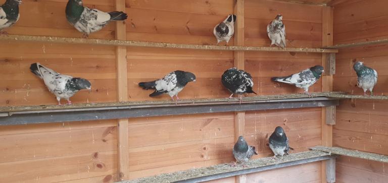 Pigeons For Sale 