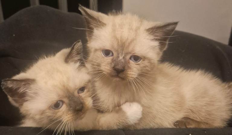 Ragdoll/British shorthair 