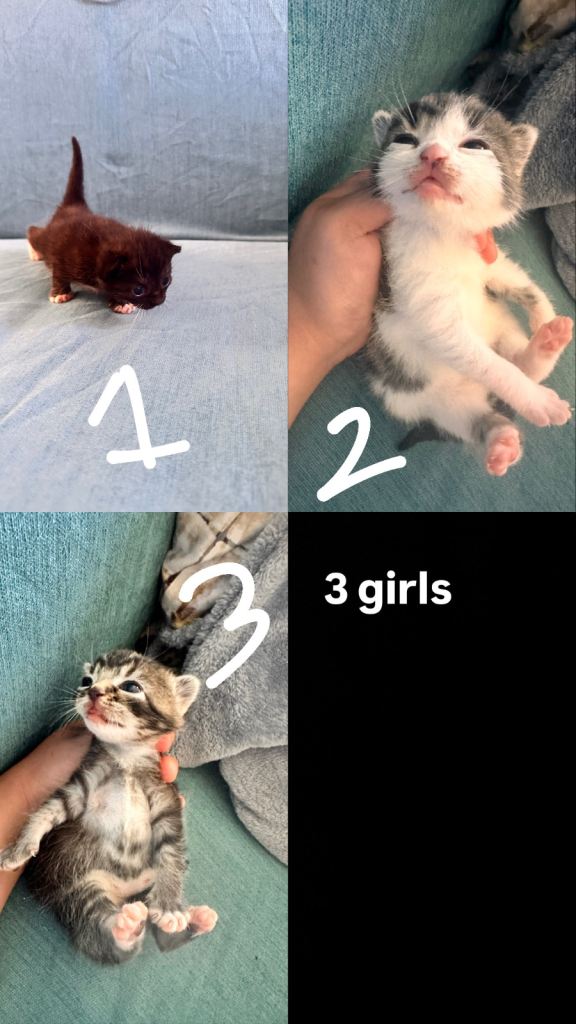 8 kittens for sale