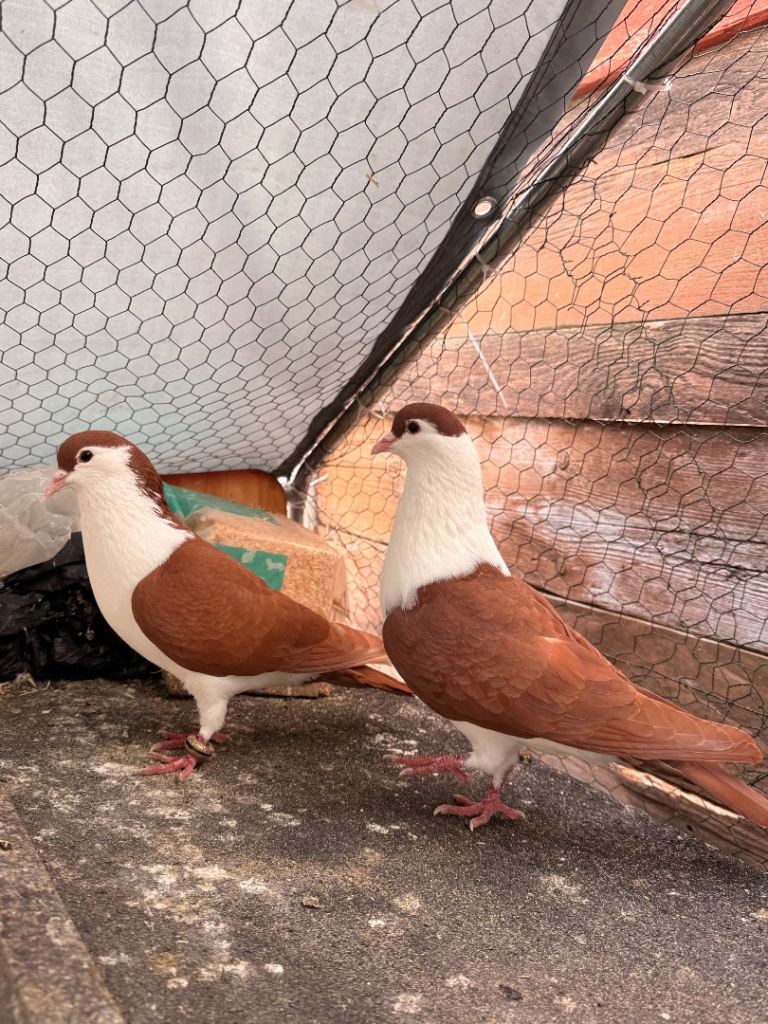 Afghan pigeons