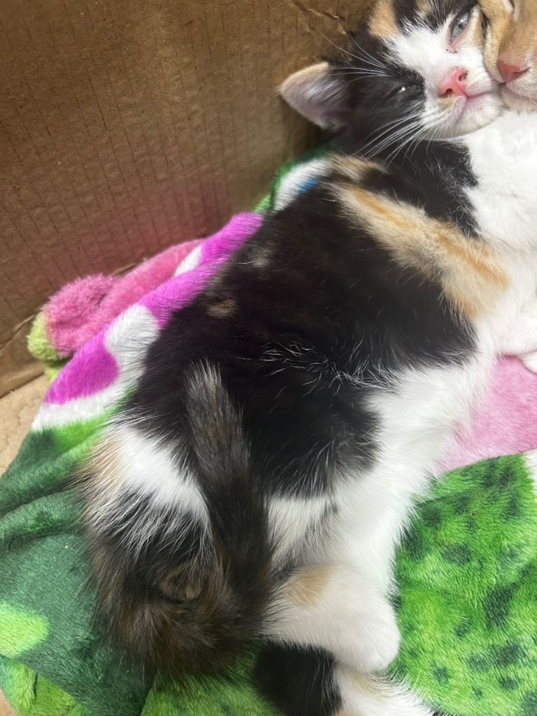 Kittens ready to go