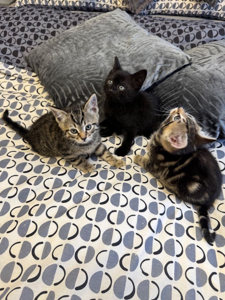 🐾 Beautiful kittens looking for loving homes 🐾