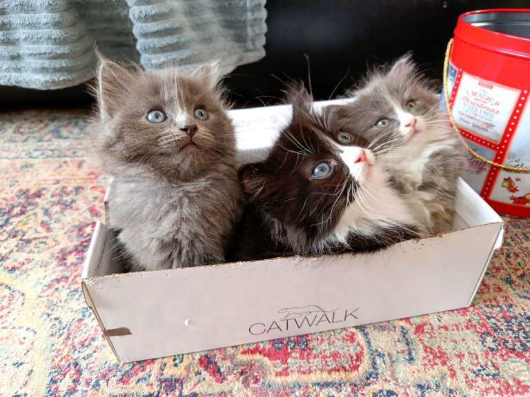 Beautiful Ragdoll Mix Kittens