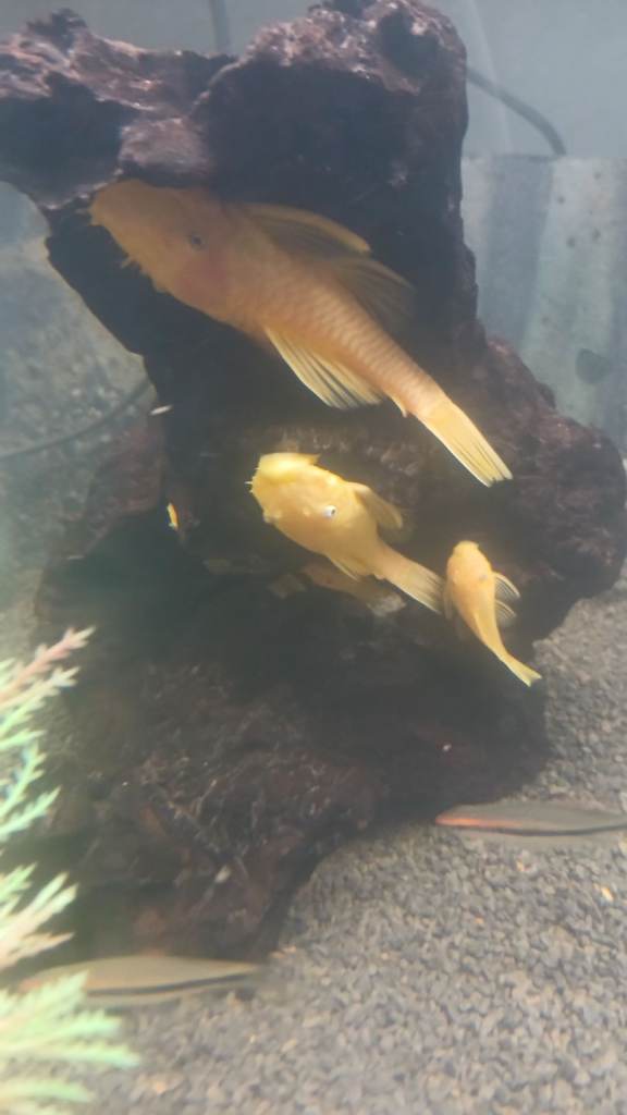 Gold britlenose plecos for sale 