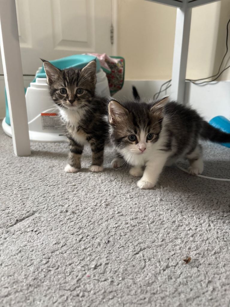 Kittens 