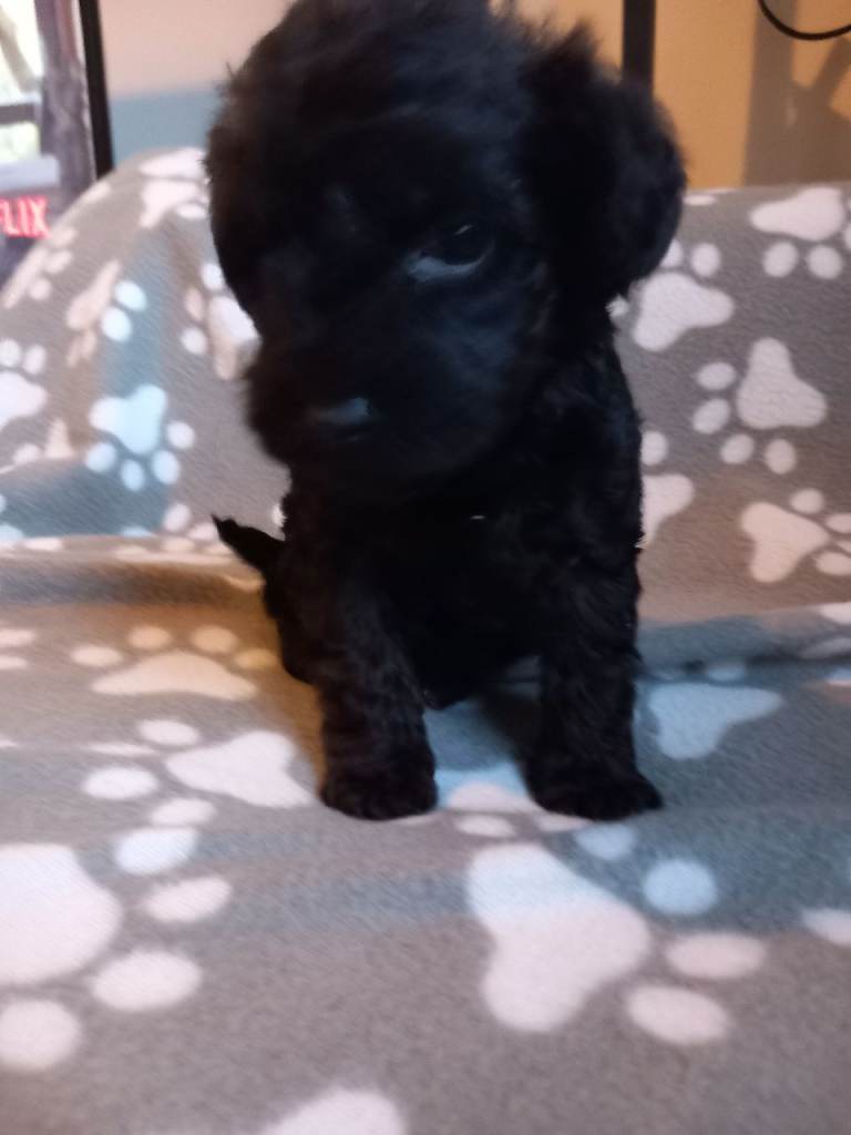 TOY SHNOODLES READY 21ST DEC