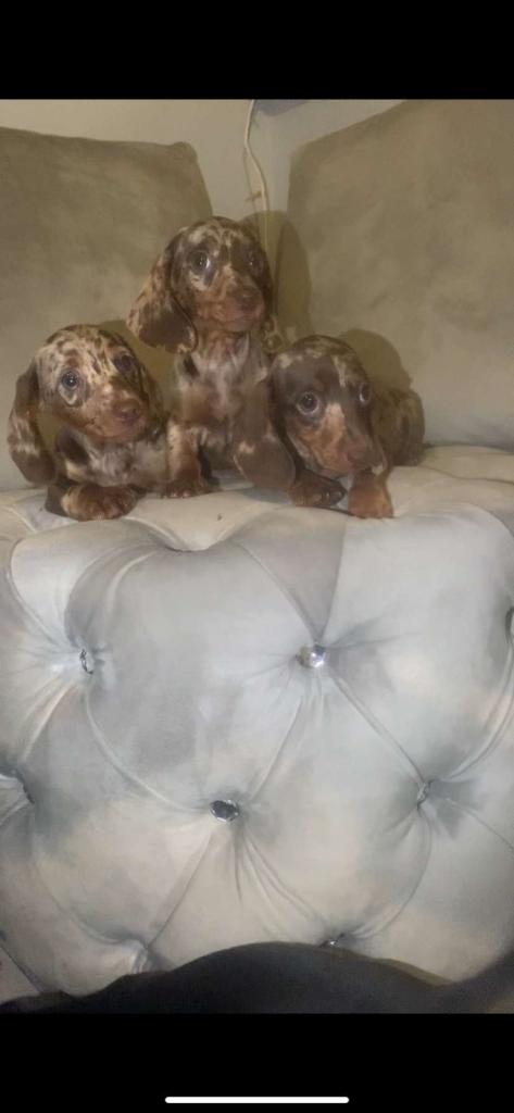 Dachshund puppy’s 