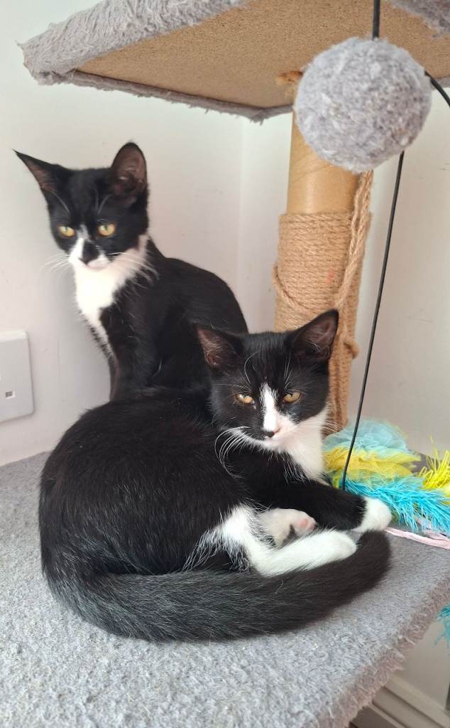 5 month old kittens need rehoming