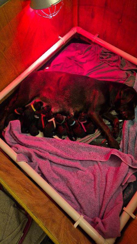 9 x black labrador pups for sale