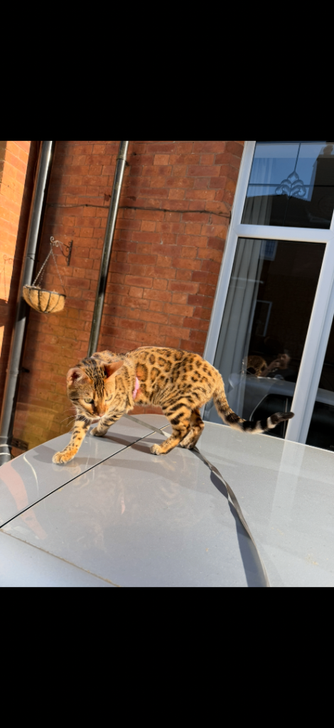 Beautiful purebred Bengal half Russian champion 🐆