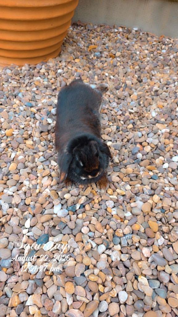 Mini lop rabbit 