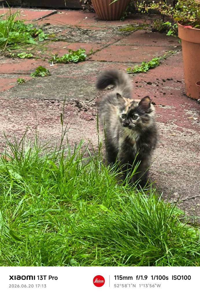 12 weeks old kitten male and female 