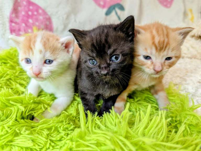 Pretty kittens, various colours, wormed/flead/litter trained/ socialised  Microchipped
