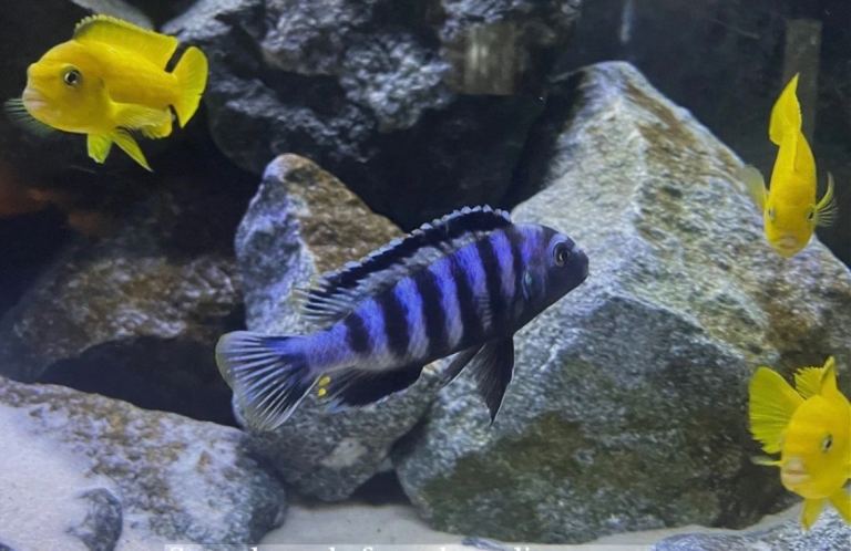Saulosi Cichlid and Cory Catfish