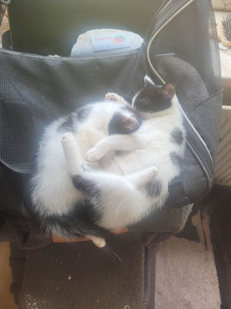 Beautiful kittens for sale