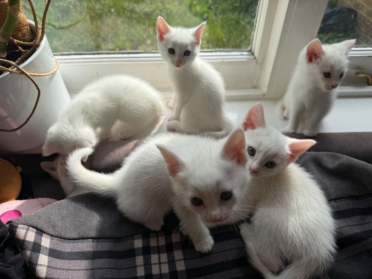 pure white Domestic Shorthair kittens