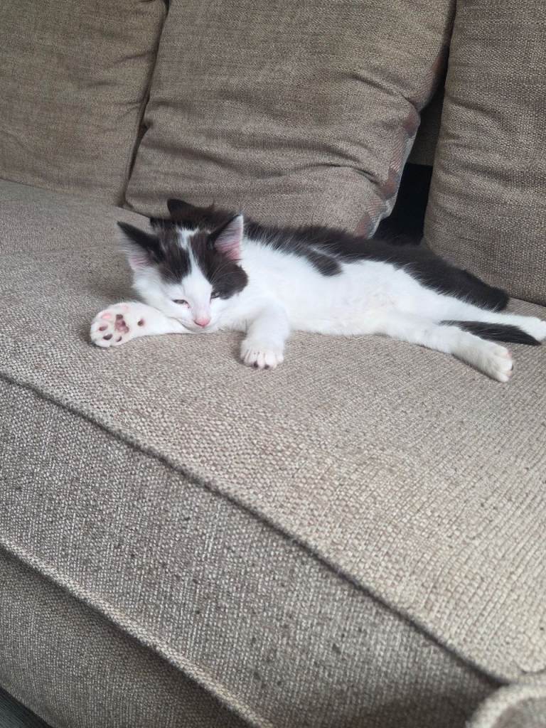 Kittens 8 weeks old