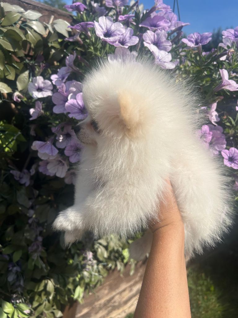 Pomeranian puppies
