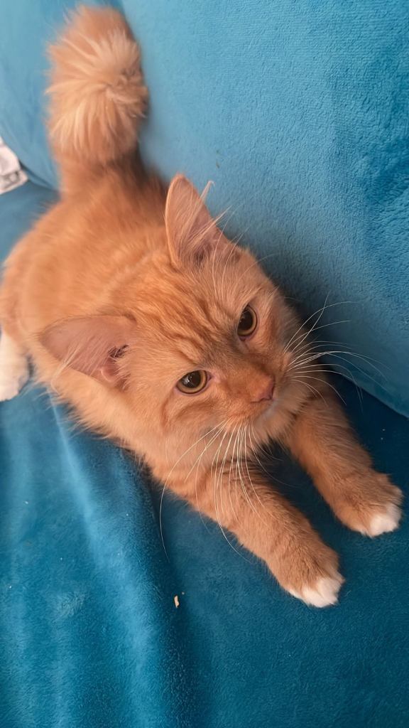 11 month old ginger cat for sale 