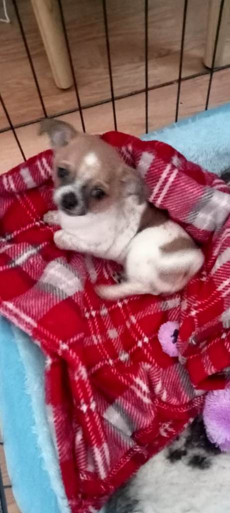  Stunning Chihuahua puppy