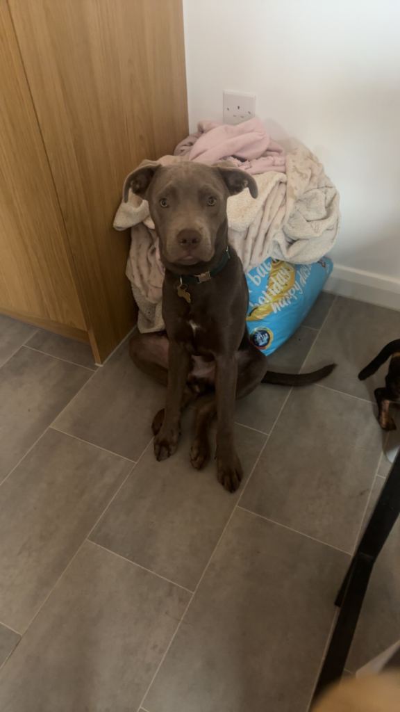Labrador cross staffy 