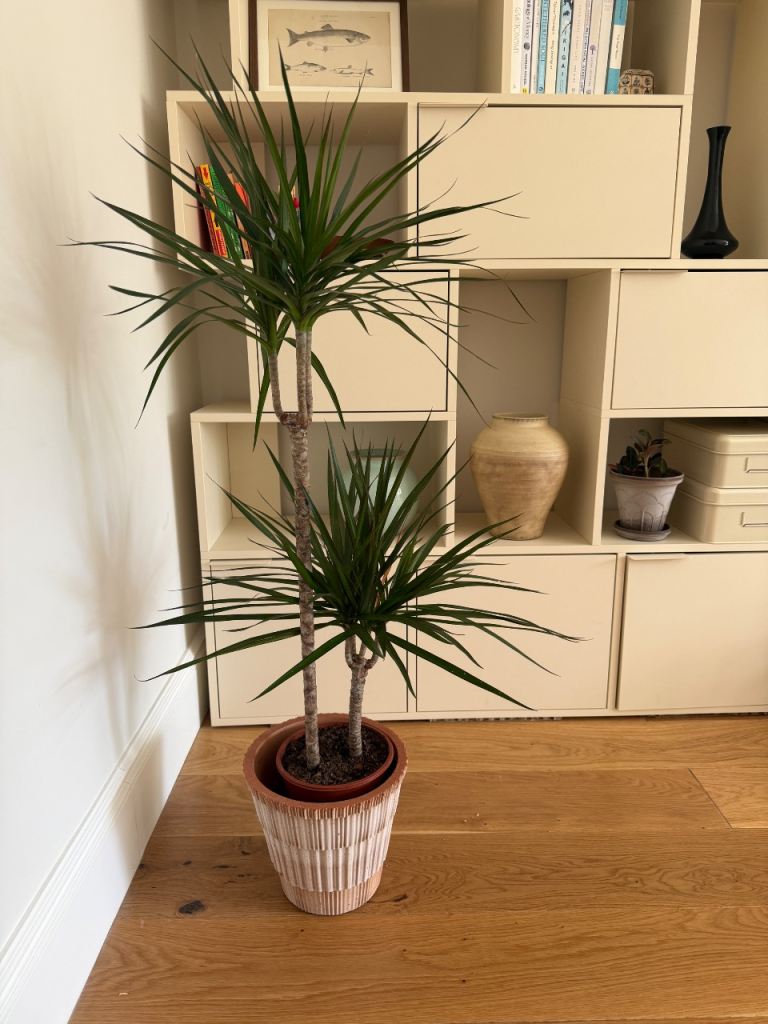 Dracaena Marginata (Madagascar Dragon Tree) – Healthy Indoor Plant
