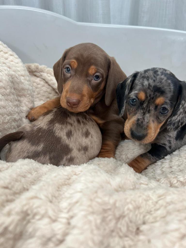 Miniature Dachshund Puppies 