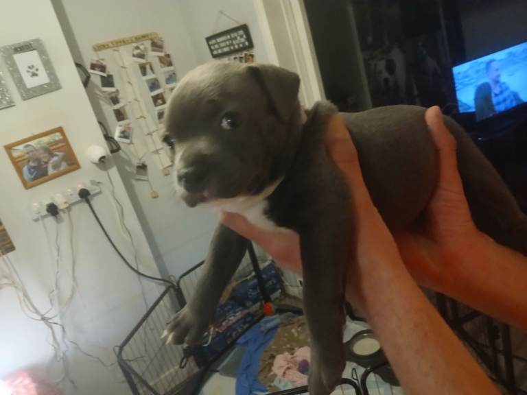 5 week old Staffordshire bull terrier puppies 