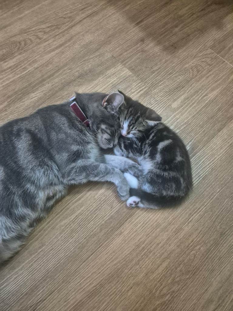 Kittens for sale