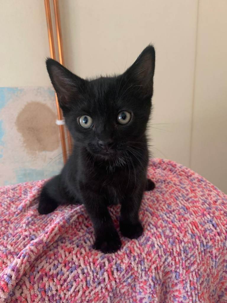 2 gorgeous kittens for rehoming